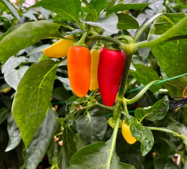 Pepper Varieties 