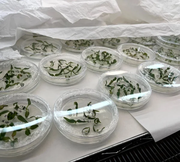 Precision Pepper Gene Editing Technology