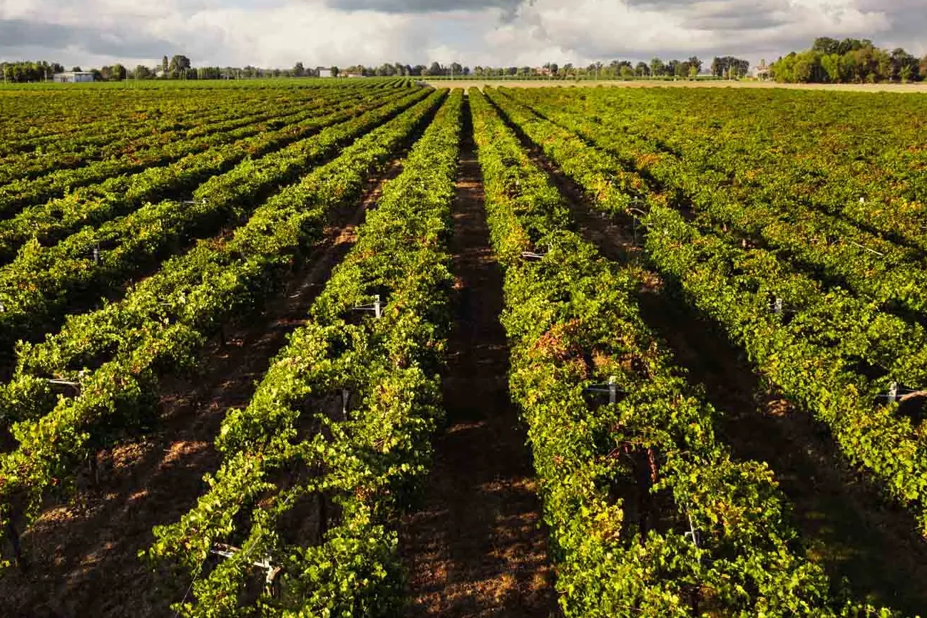 pepper gene editing technology