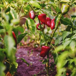 Peppers